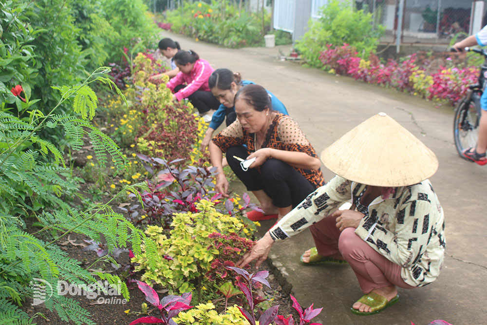 Phụ nữ ấp Tân Hợp (xã Xuân Thành, H.Xuân Lộc) chăm sóc hoa đường làng để đón năm mới. Ảnh: Đ.Phú