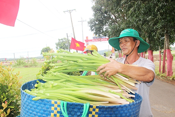 Anh Yìu Shai Senh (ngụ ấp Tây Minh, xã Lang Minh) cho biết, trồng cây kèo nèo vừa cho thu nhập vừa tạo cảnh quan cùng vùng nông thôn