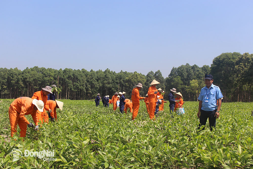 Một cán bộ quản lý tại Cơ sở Cai nghiện ma túy tỉnh (thuộc xã Suối Cao, H.Xuân Lộc, bìa phải) đang tổ chức cho học viên tại đây tham gia lao động trị liệu. Ảnh: T.Tâm