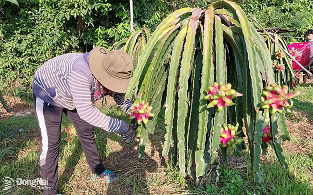 Chị Võ Thị Minh Sang bên vườn thanh long đang thu hoạch