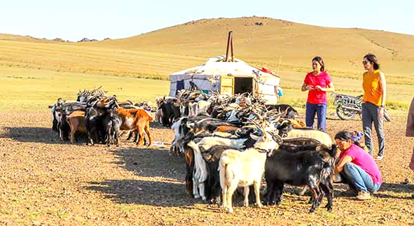 Một cảnh sống du mục của người dân Mông Cổ. Nguồn: viewmongolia.com