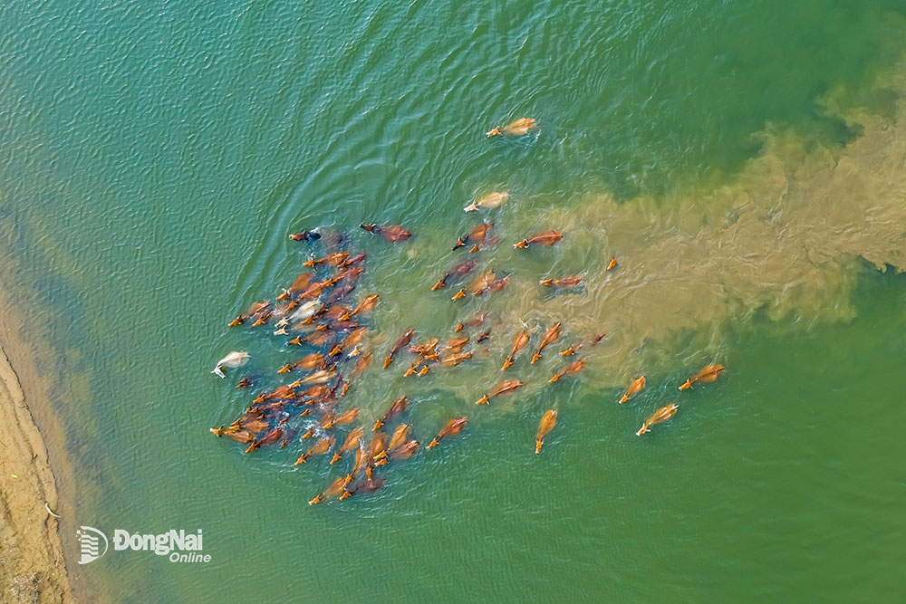 Mực nước nhiều nơi trên hồ Trị An thấp, đàn bò có thể lội tắm mát