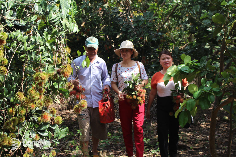 Nông dân Lê Hải (ngụ ấp Cây Da, xã Bình Lộc, TP.Long Khánh) hướng dẫn du khách (phải) tham quan và thưởng thức trái cây tại vườn