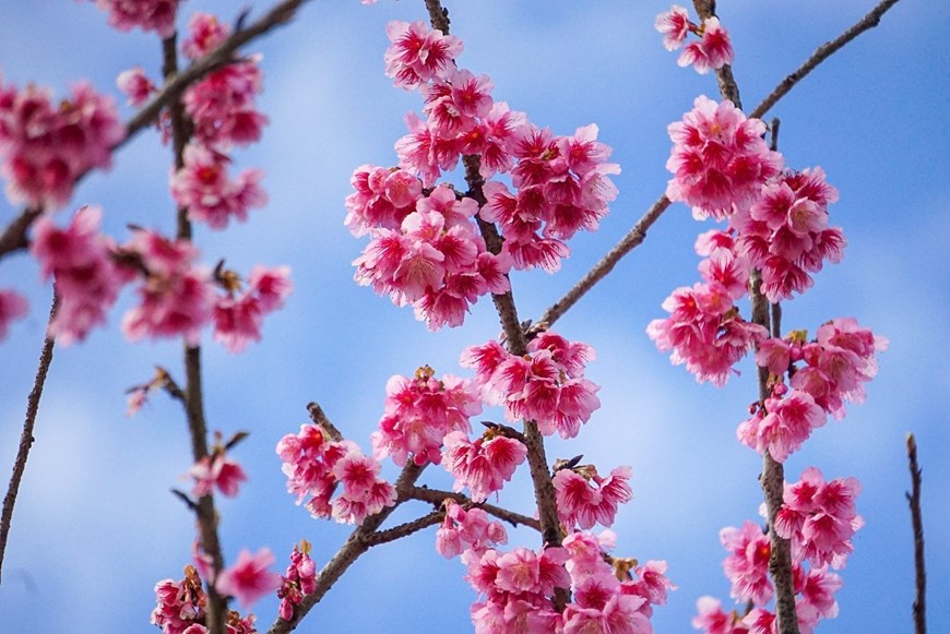 Cherry Blossoms (Sakura) are traditionally associated with Japan, blooming in spring. 

