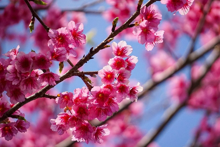 In Vietnam, cherry blossoms are cultivated in various highland areas such as Sa Pa (Lao Cai province), Moc Chau (Son La province), Mang Den (Kon Tum province) and Da Lat city (Lam Dong province).

