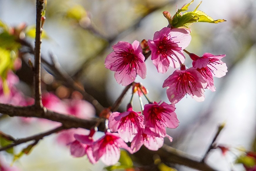 Cherry blossoms primarily come in three main colours: red, pink, and white. 

