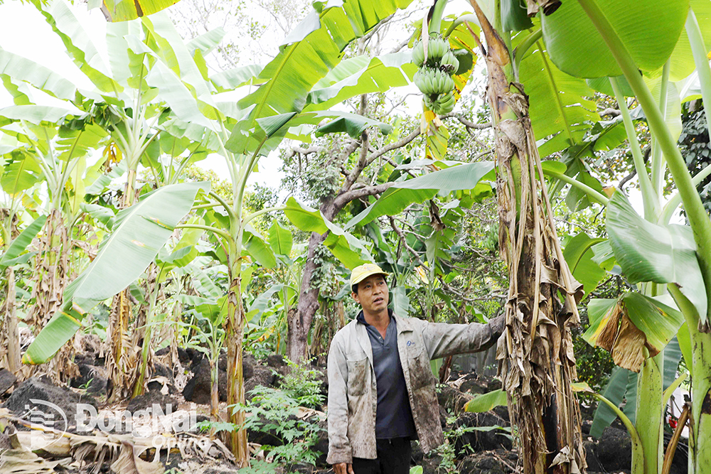 Ông Trương Cẩm Bình, nông dân trồng chuối ở xã Bàu Hàm 2, huyện Thống Nhất giới thiệu vườn chuối trồng trên đồi đá.