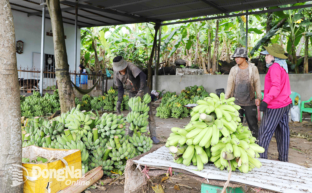 Tháng cận Tết, giá chuối sứ đồi đá tăng cao. Ảnh: B.Nguyên