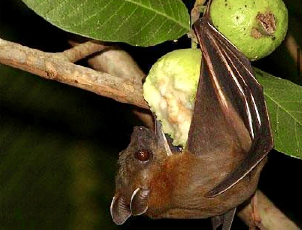 Bộ Y tế khuyến cáo không tiếp xúc, ăn thực phẩm từ động vật hoang dã để phòng bệnh do virus Nipah