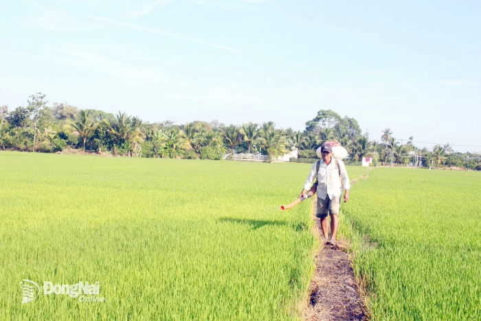 Những cánh đồng lúa thẳng cánh cò bay