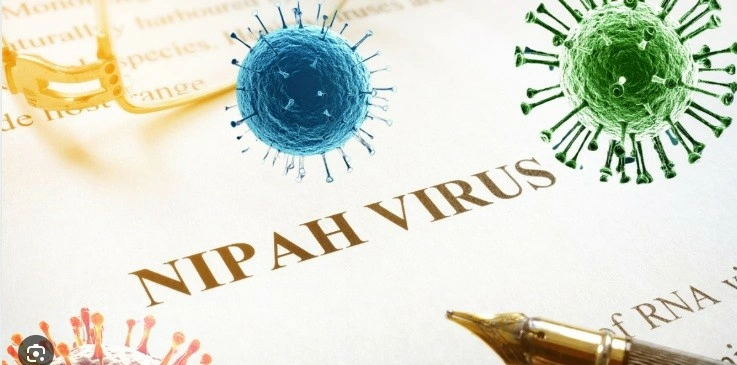 Vietnam steps up Nipah virus prevention at border gates (Photo: suckhoedoisong.vn)