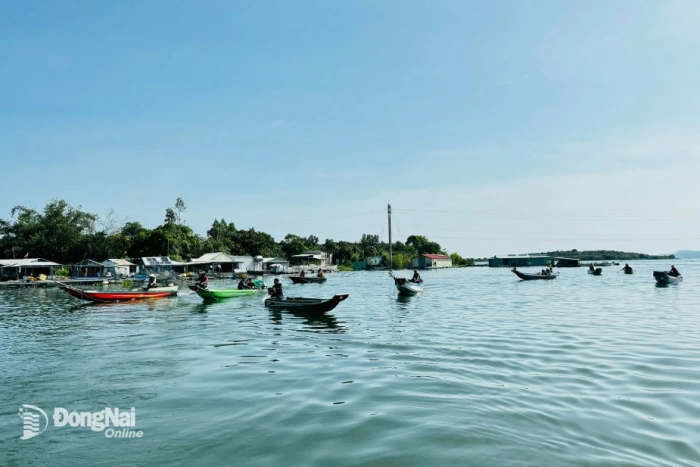 Photo gallery: Anchovy fishing bustles on Tri An Lake