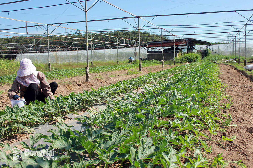 Hợp tác xã làm nông nghiệp hữu cơ lớn nhất tỉnh Đồng Nai