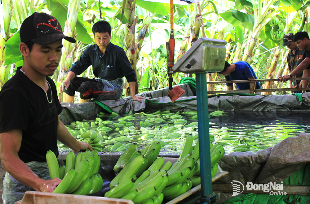 Đóng chuối xuất khẩu tại H.Trảng Bom. Ảnh: B.Nguyên