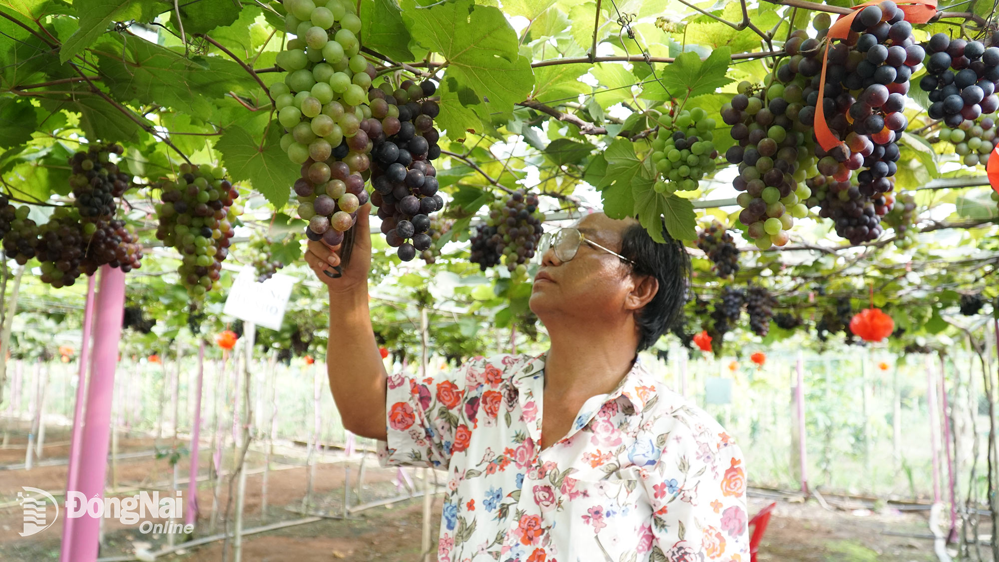 Phu Tran grape garden (Xuan Phu commune) is in full bloom, serving tourists during the Lunar New Year. Photo: Vuong The

