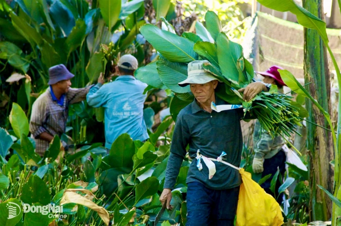 [Chùm ảnh] ‘Đại bản doanh’ lá dong Gia Kiệm hối hả vào vụ Tết