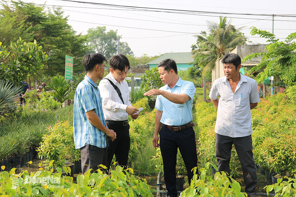 Cán bộ của Quỹ Hỗ trợ phát triển hợp tác xã Đồng Nai và Hội Nông dân huyện Trảng Bom khảo sát mô hình ươm cây giống tại một tổ hợp tác ở xã Sông Trầu. Ảnh: Văn Gia