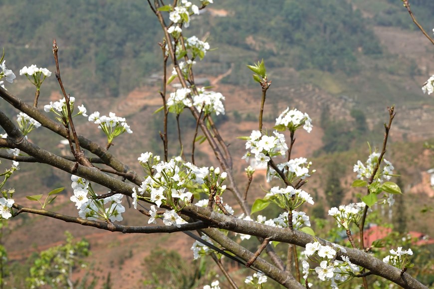 Pear flowers have five white petals that are slightly cup-shaped, with a fragile, pure beauty that is truly unique. The flowers can last for 2-3 weeks. 


