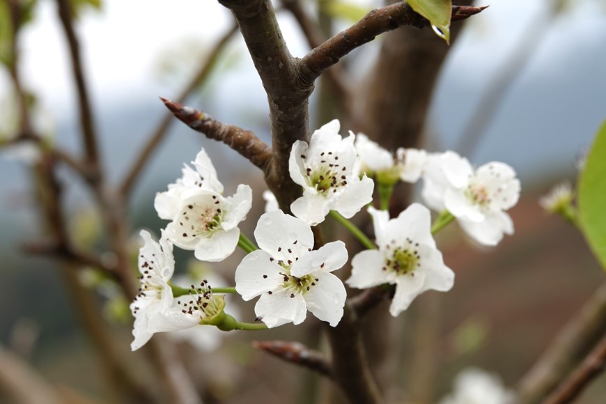 Pear blossoms are among the typical flowers in Vietnam’s north-western region in general and in Pung Luong commune, Mu Cang Chai district, in particular. 

