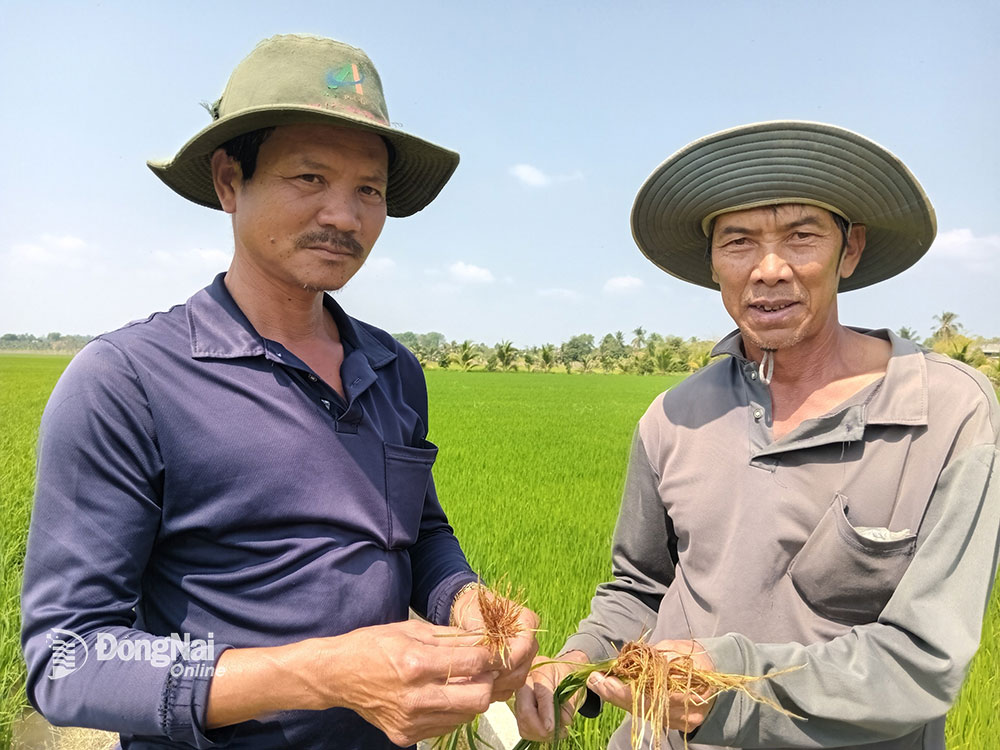 Nông dân Trần Văn Hòa (trái) trao đổi kinh nghiệm trồng lúa năng suất cao với nông dân cánh đồng Dâu (xã Phú Thanh).