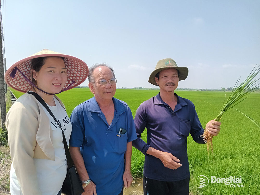 Nông dân Trần Văn Hòa (trái) cùng cán bộ ấp Thọ Lâm 1 (xã Phú Thanh) đi thăm đồng.