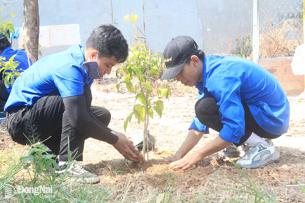 Đoàn viên, thanh niên xã Bắc Sơn (huyện Trảng Bom) tham gia trồng cây xanh dọc tuyến đường trong xã. Ảnh: Nga Sơn