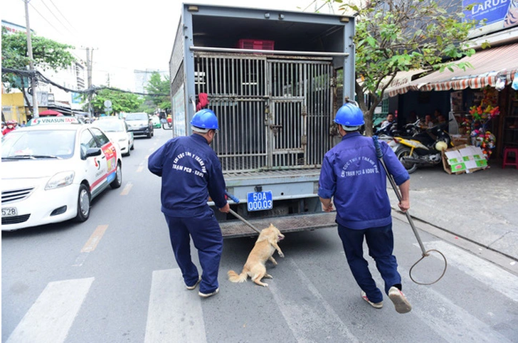 Ảnh: Chó thả rông ra đường nguy cơ gieo mầm bệnh dại được Đội bắt chó tại thành phố Hồ Chí Minh thu gom (Ảnh: Quang Định, lấy từ internet)