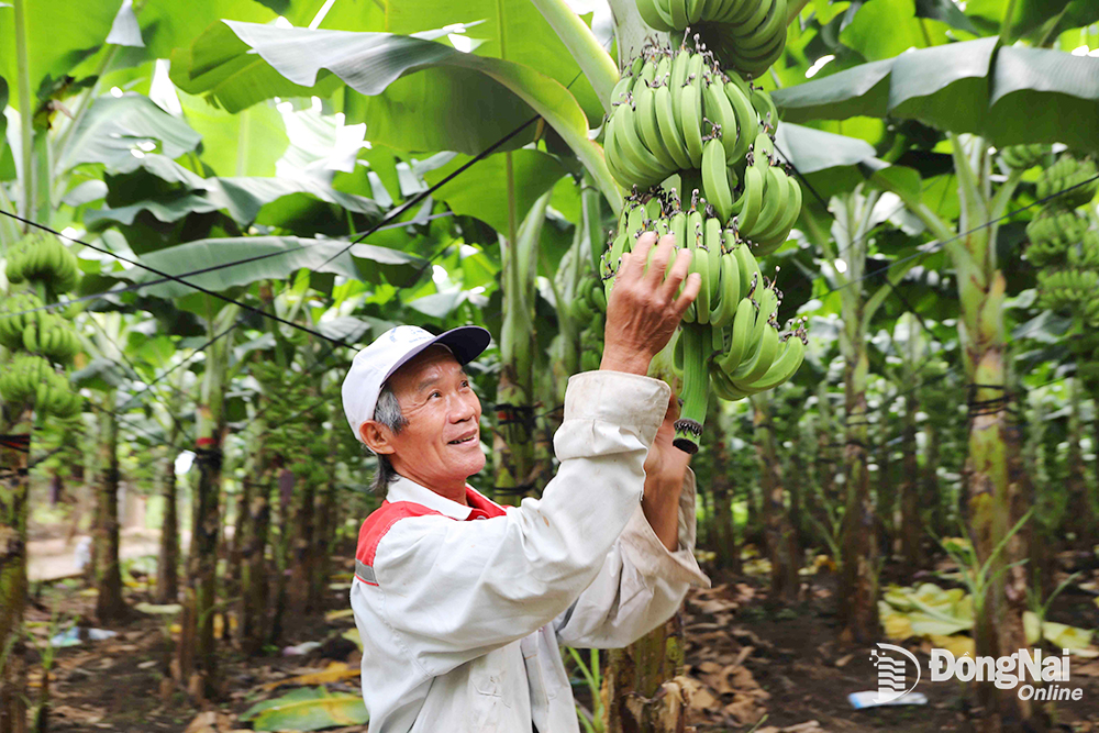 Lão nông đa năng đi đầu đóng góp xây dựng nông thôn mới