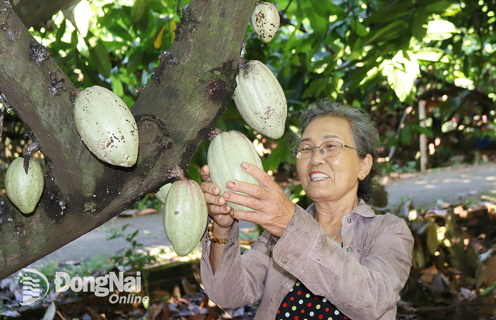 Giá ca cao tăng kỷ lục, nông dân thu tiền triệu mỗi ngày