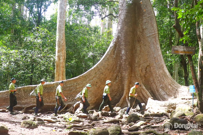 Giải pháp phòng, chống cháy rừng mùa khô