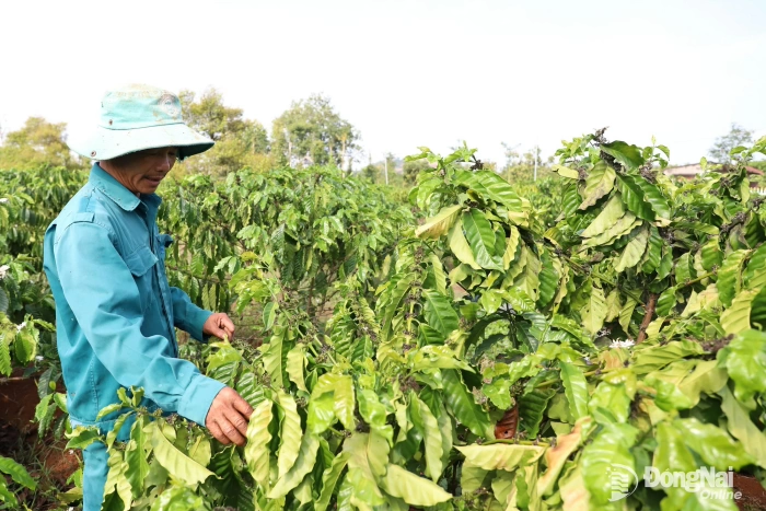 Sản xuất nông nghiệp trước thách thức biến đổi khí hậu