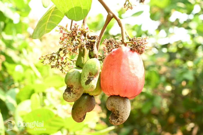 Xứng tầm thủ phủ điều Việt Nam