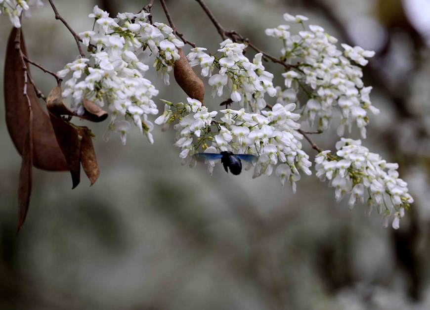 Sua is a deciduous tree with sparse foliage and small white flowers that bloom in clusters, emitting a fragrant scent