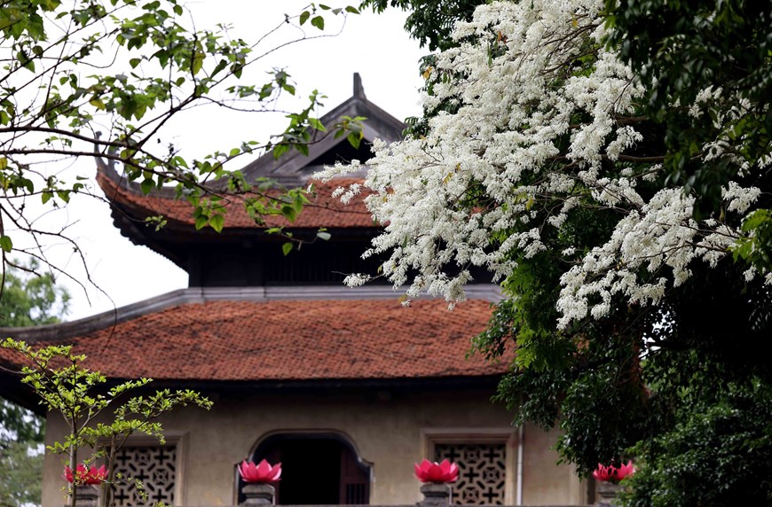 Bac Mon (Northern Gate) stands quietly amid the white of Sua flowers on Hanoi’s Phan Dinh Phung Street.