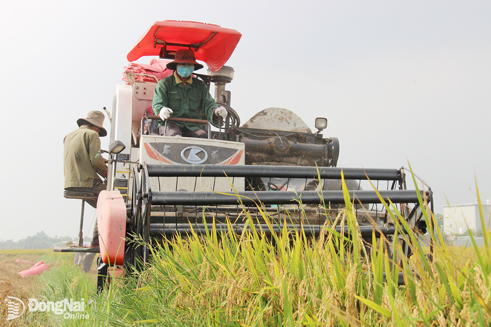 Gặt lúa bằng máy giúp việc thu hoạch của nông dân đỡ nhọc nhằn. Ảnh: Trần Danh

