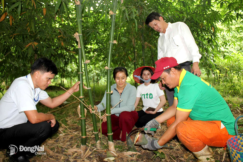 Vườn tre bốn mùa của gia đình chị Nguyễn Thị Thùy Nhung, xã Bàu Cạn, huyện Long Thành. Ảnh: Bình Nguyên