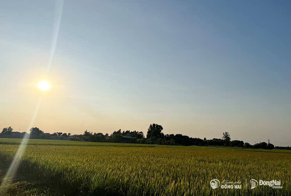 Dưới nắng chiều hoàng hôn, cánh đồng lúa ngả nghiêng trước gió như bức tranh thanh bình.  Ảnh: Hà Lê