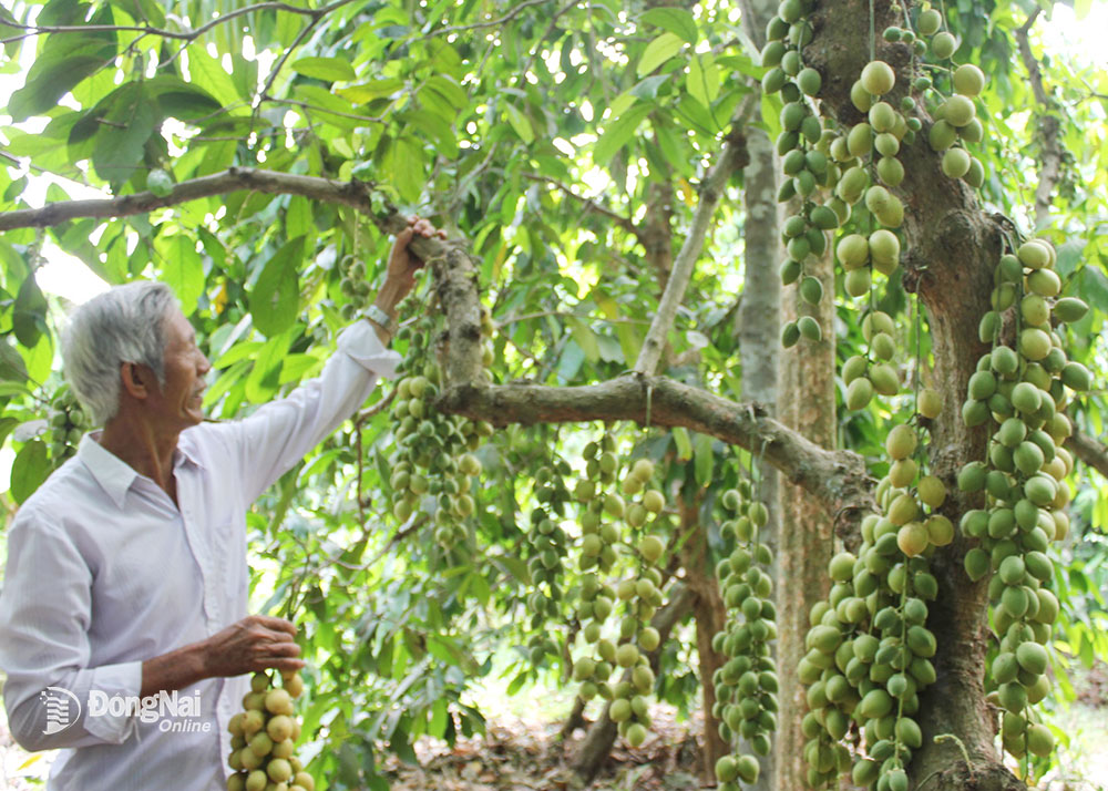 Ông Huỳnh Văn Sơn, nông dân trồng dâu ở xã An Phước, huyện Long Thành, giới thiệu cây dâu da cho thu hoạch sớm trong vườn. Ảnh: B.Nguyên