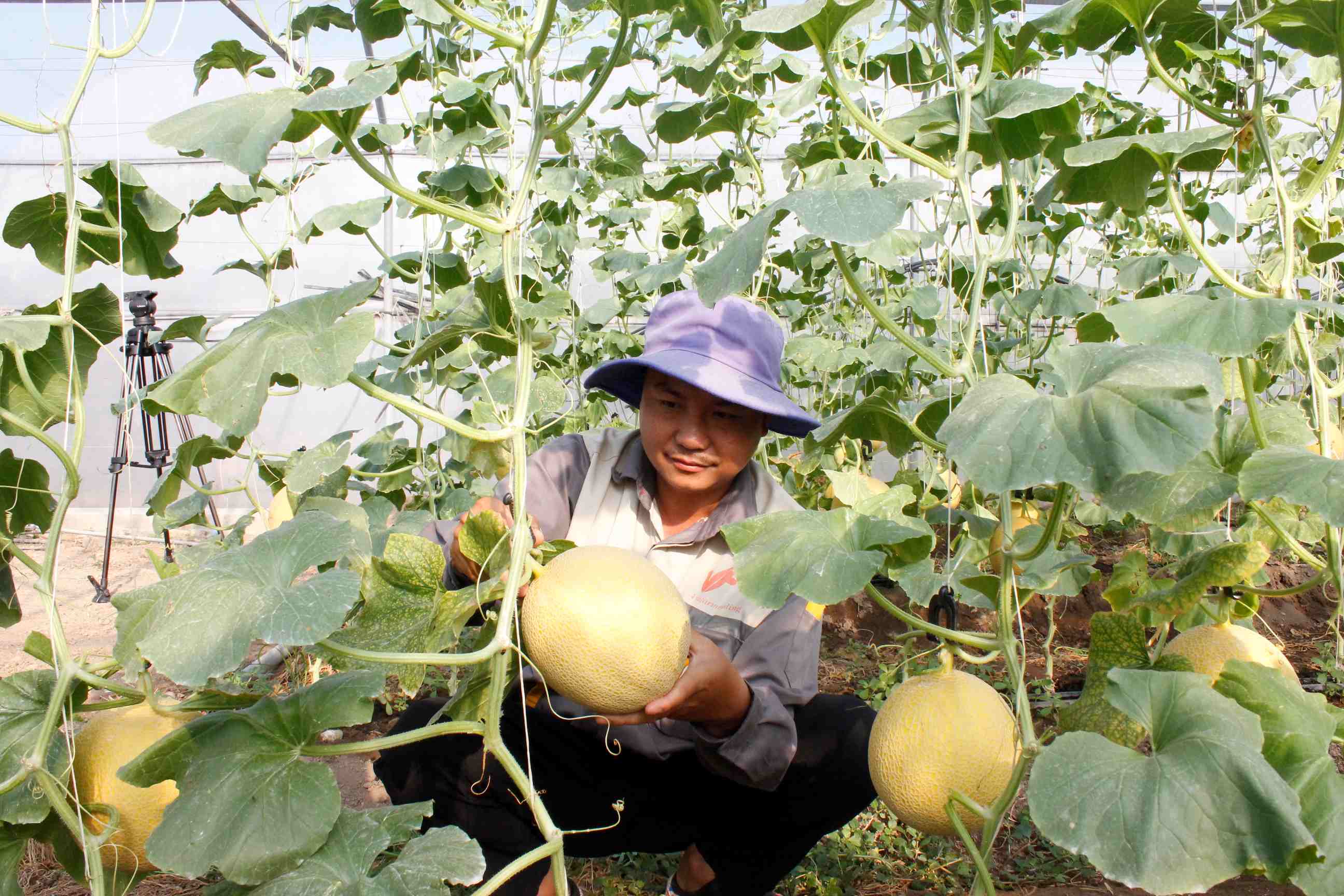 Mô hình ứng dụng công nghệ cao trồng dưa lưới trong nhà màng cho lợi nhuận tốt tại xã Xuân Trường, huyện Xuân Lộc. Ảnh: B.Nguyên