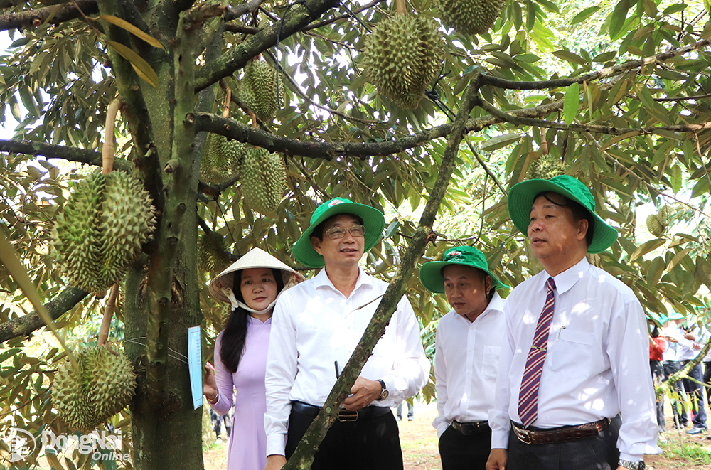Phó chủ tịch UBND tỉnh Võ Văn Phi (thứ 2 từ trái qua) thăm vùng trồng sầu riêng đạt chuẩn xuất khẩu tại thành phố Long Khánh.  Ảnh: B.Nguyên