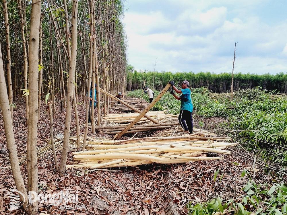 Công nhân cưa cắt cây tràm trong khu vực triển khai Dự án xây dựng Khu tái định cư tại xã Long Phước. Ảnh: CTV