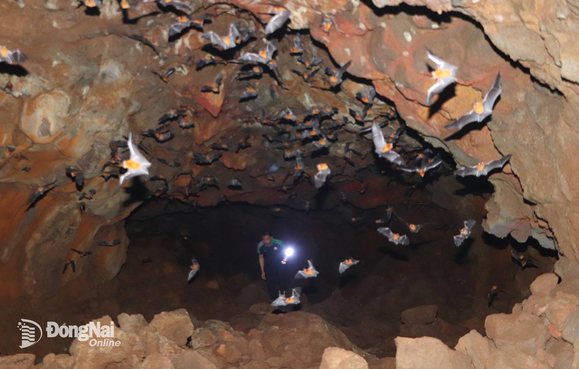 Tourism experts assess the unique underground bat cave system in Phu Vinh commune as having potential for cave tourism development in Dong Nai.

