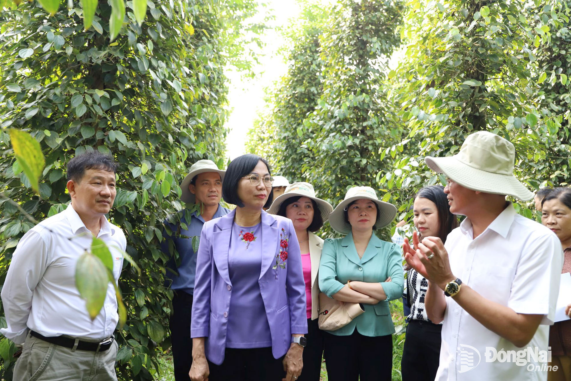 Tỉnh ủy viên, Phó Chủ tịch UBND tỉnh Nguyễn Thị Hoàng thăm mô hình trồng tiêu hữu cơ thuộc Chương trình Phát triển Chuỗi giá trị hồ tiêu bền vững của Công ty TNHH Nedspice Processing Việt Nam tại xã Nghĩa Trung. Ảnh: B.Nguyên
