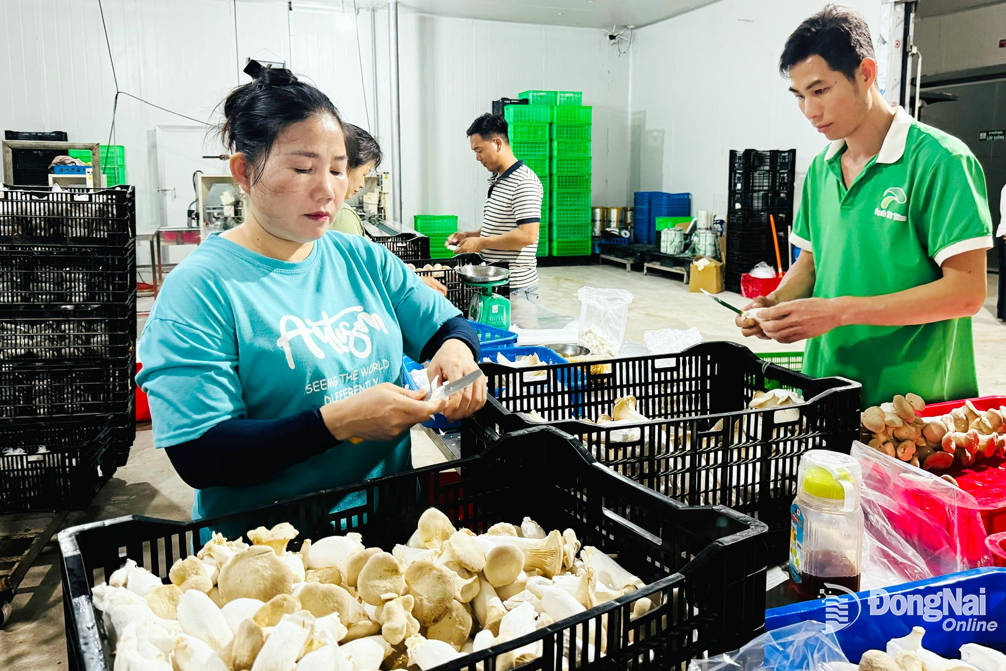 Quy trình đóng gói nấm tại Công ty TNHH Xuất nhập khẩu KINOKO Long Khánh. Ảnh: Bình Nguyên

