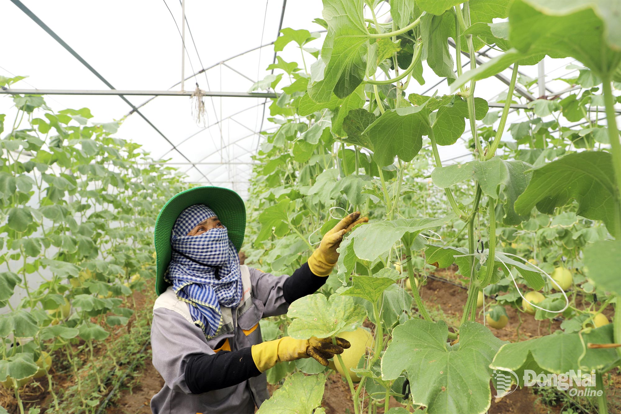 High-tech application model for growing cantaloupe in a greenhouse in Xuan Loc commune. Photo: B.Nguyen