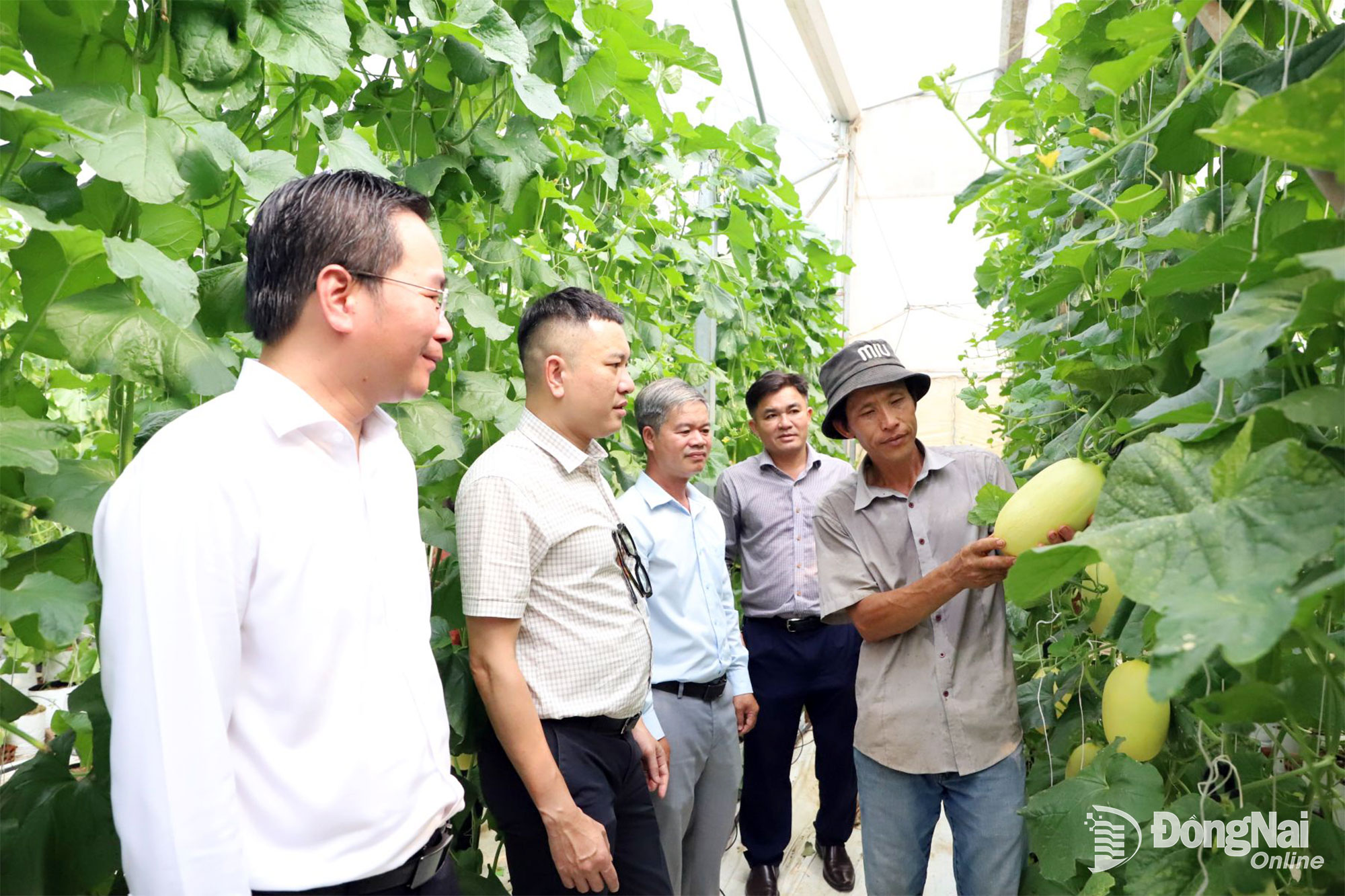  Ủy viên Ban Chấp hành Đảng bộ Trung ương Hội Nông dân Việt Nam, Phó Trưởng ban Công tác nông dân Hoàng Tùng tham quan mô hình ứng dụng công nghệ cao trồng dưa lưới tại phường Bảo Vinh. Ảnh: B.Nguyên