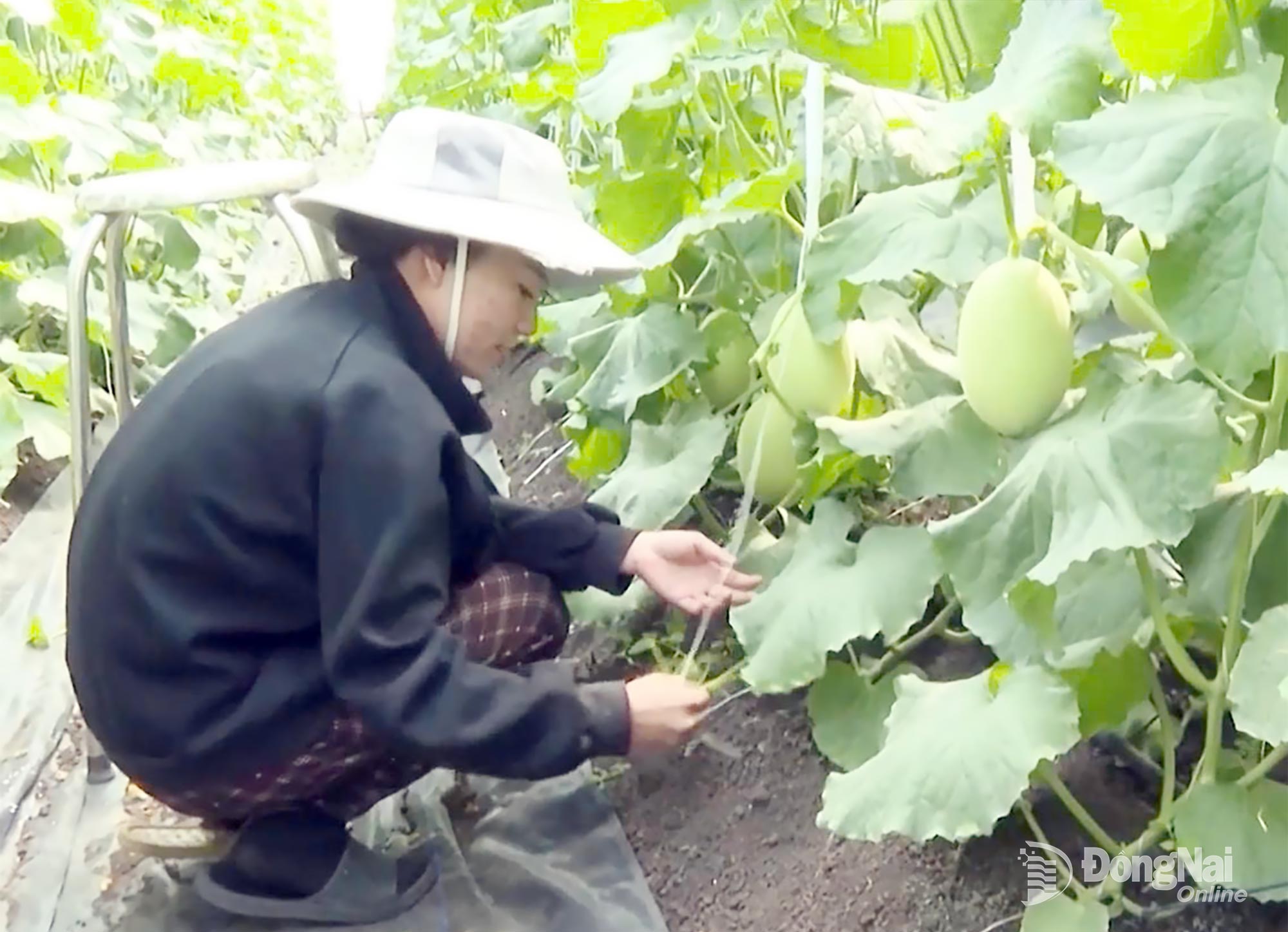 Do Thi Hongs organic cantaloupe farm is providing a stable income. Photo: Pham Hue

