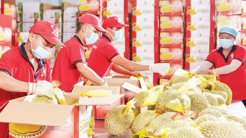 Export fruit consignments of Vina T&T Group all implement smart traceability. (Photo: Minh Anh)