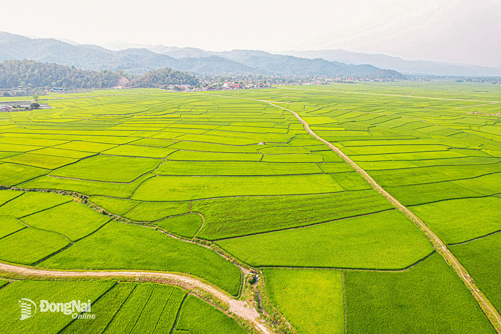 Cánh đồng Mường Thanh trải dài khắp thung lũng Điện Biên Phủ.