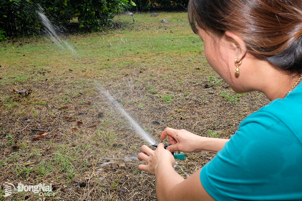 Mặc dù có hệ thống bơm tự động nhưng các chủ vườn vẫn thường xuyên kiểm tra, điều chỉnh lượng nước tưới cho phù hợp. Ảnh: Minh Thành